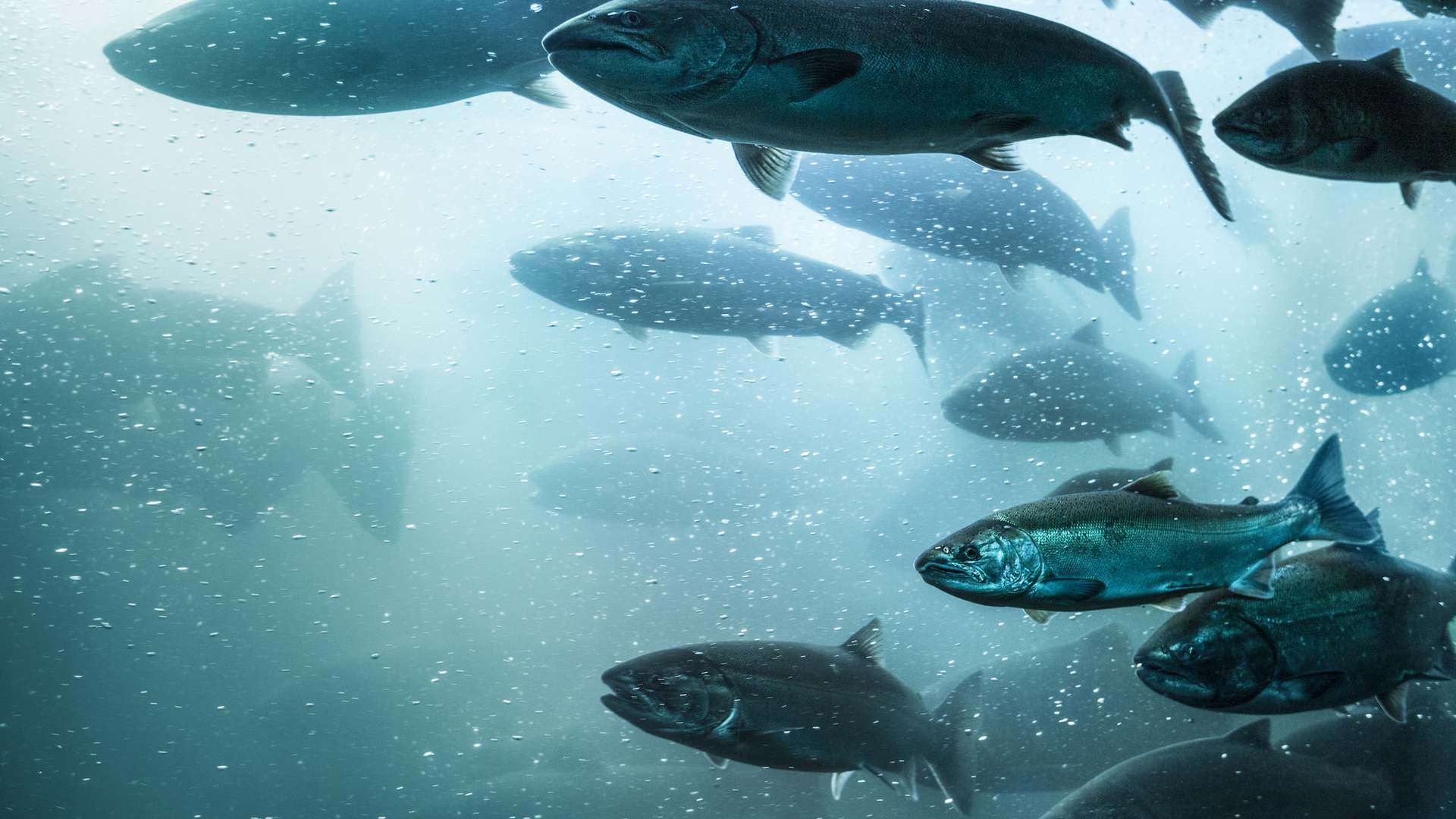 sustainable salmon sustainable salmon