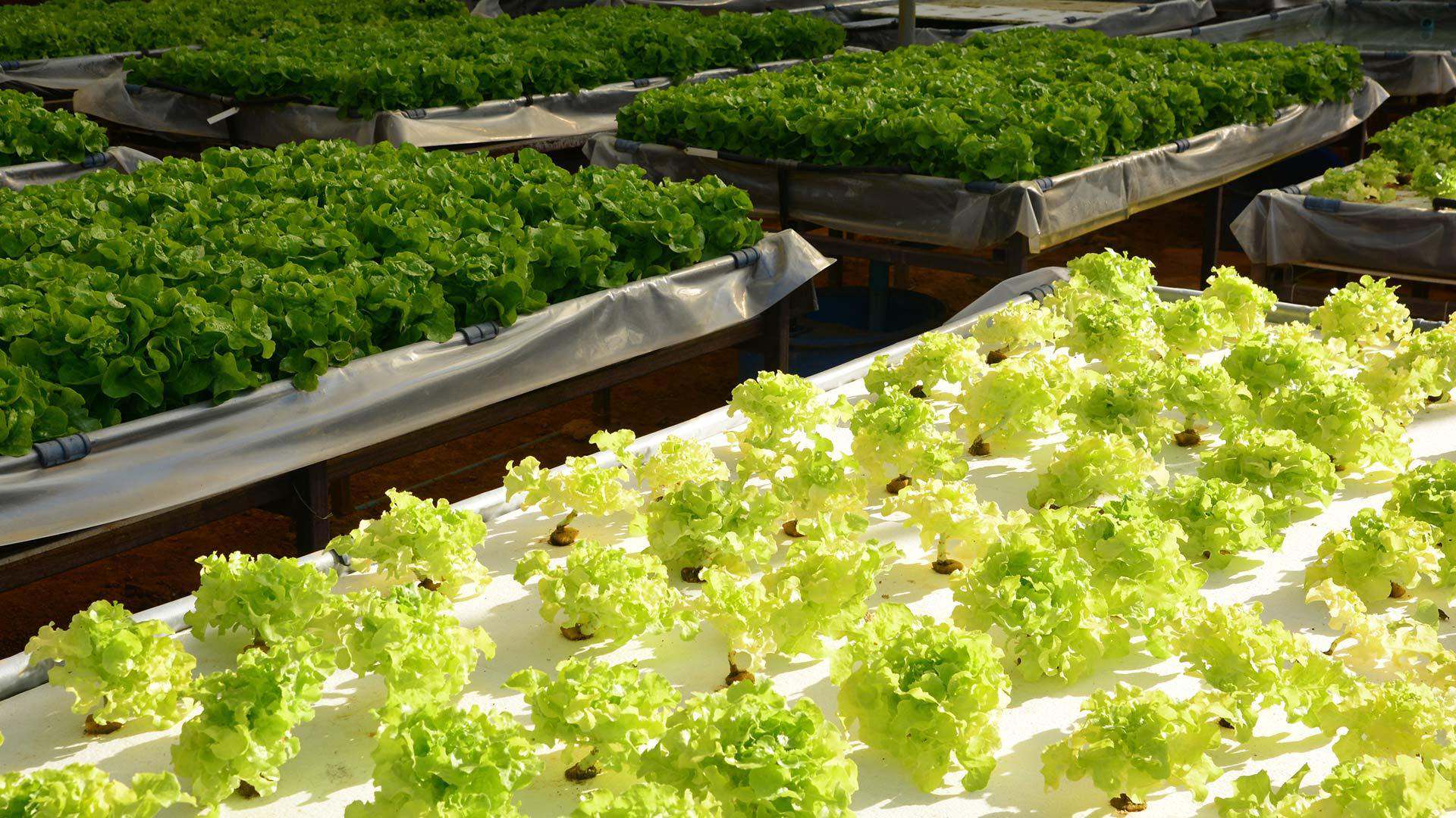 Investing in agri-tech is essential for allowing the translation of agricultural innovation into commercial success. Investing in agri-tech is essential for allowing the translation of agricultural innovation into commercial success.