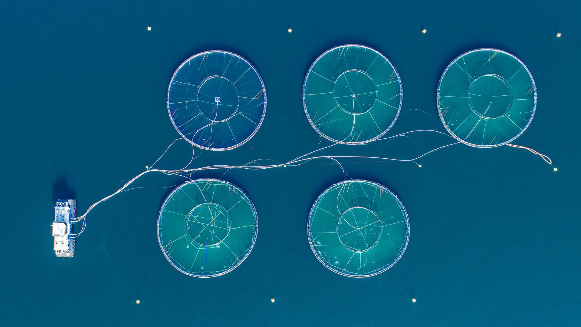 aquaculture aquaculture