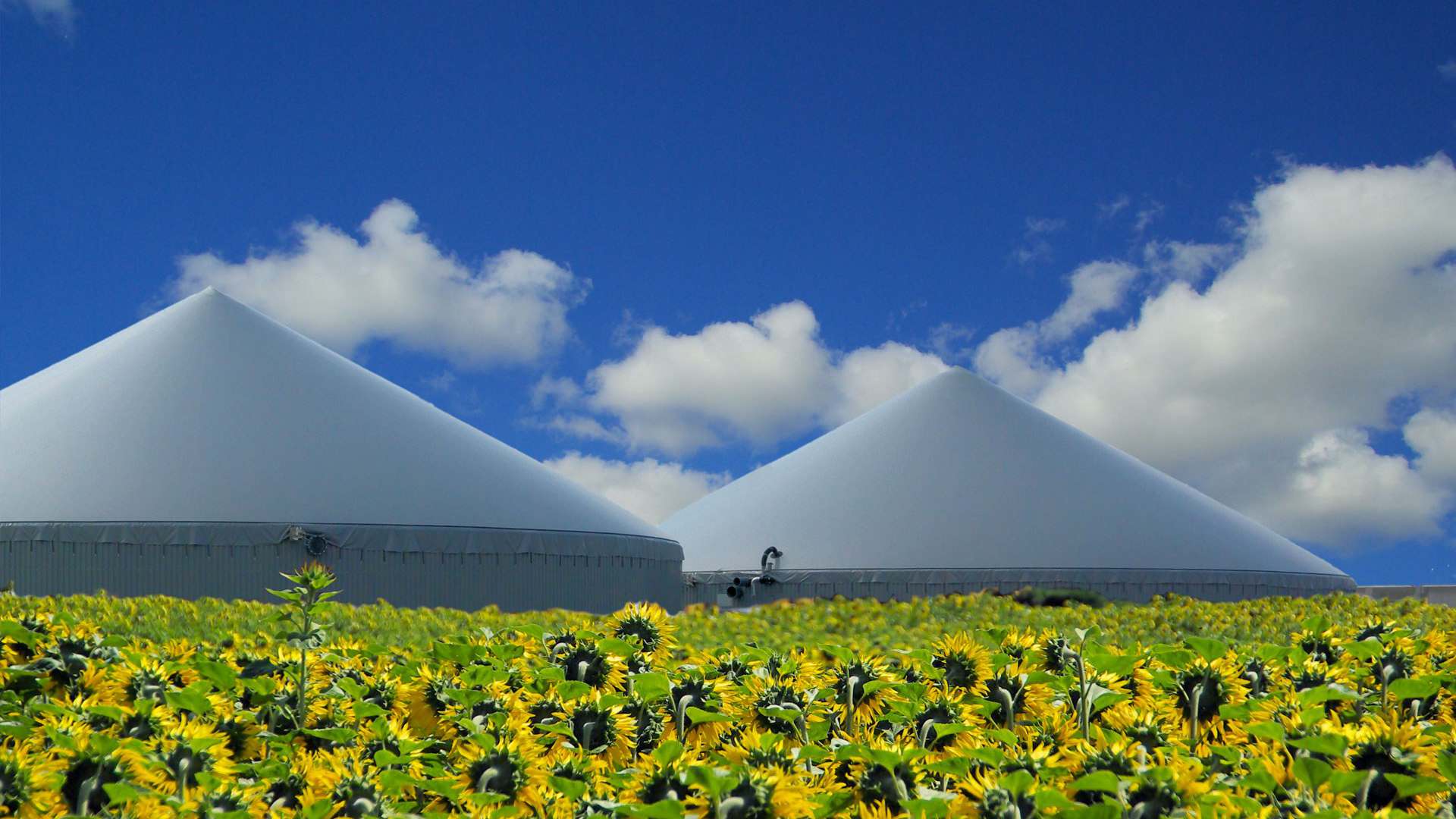 Microbes can be used to transform wastes into bioenergy or biofuels Microbes can be used to transform wastes into bioenergy or biofuels