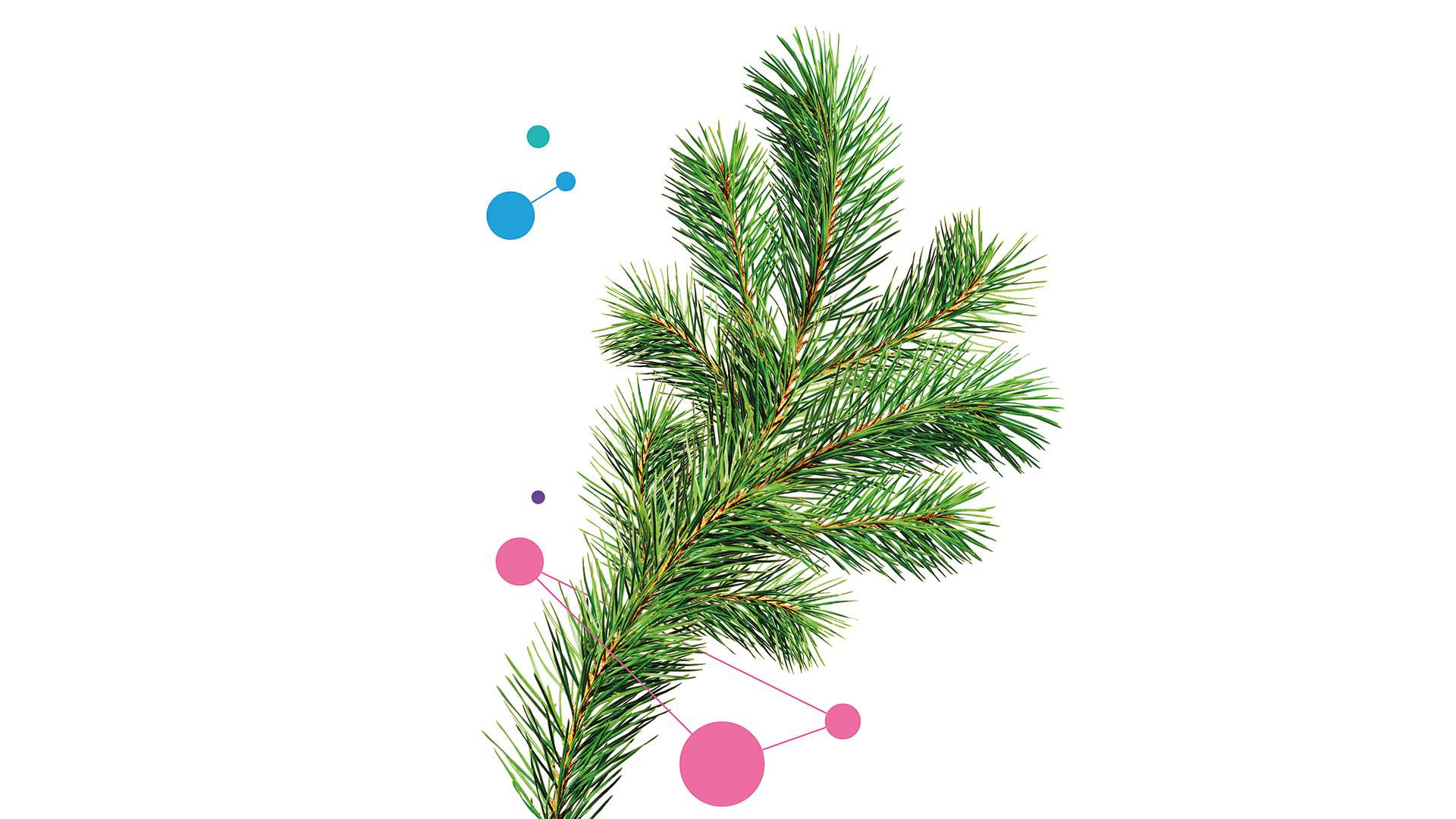 Christmas tree Christmas tree