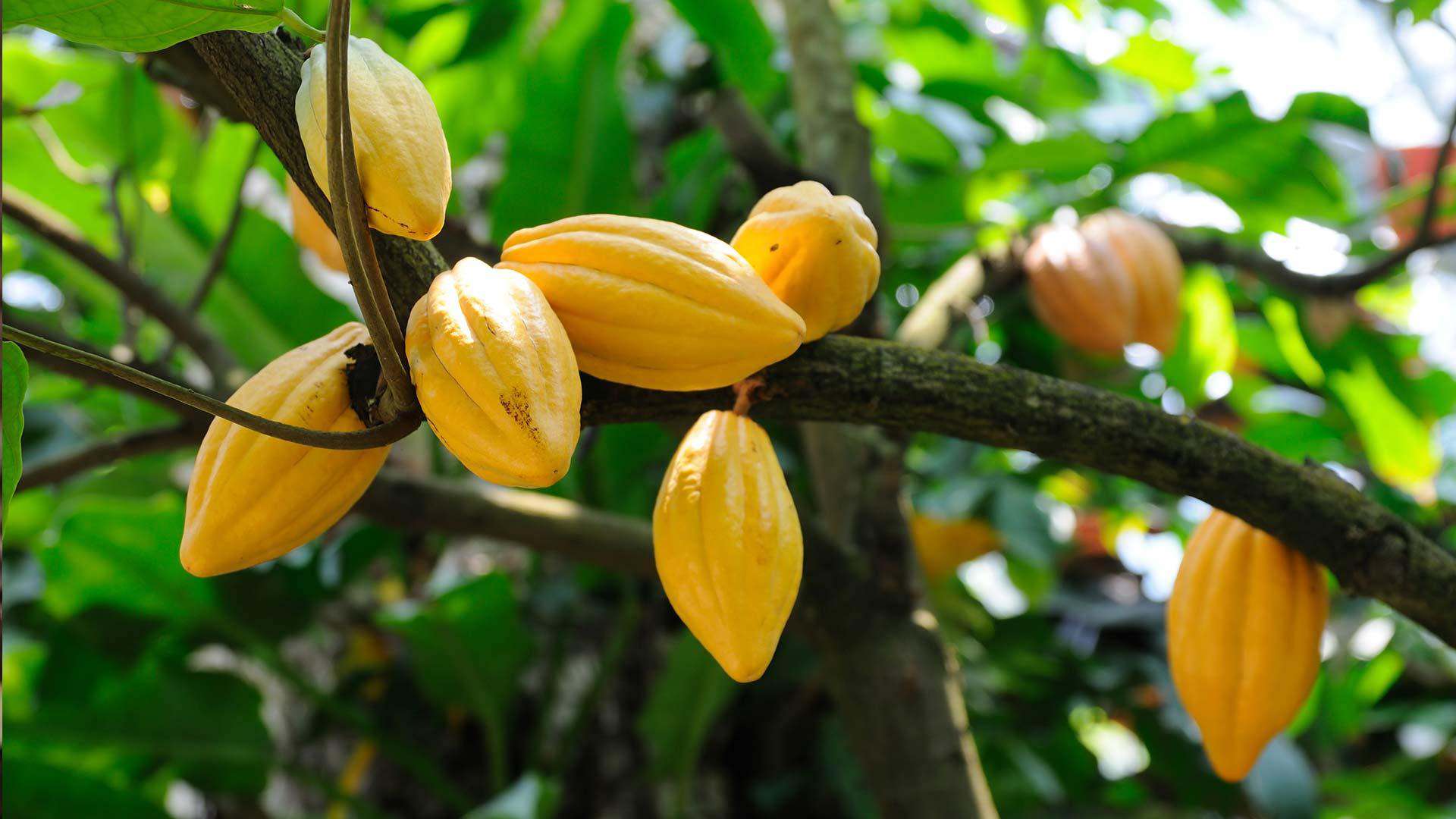 Ensuring that cocoa farming remains a viable profession is vital Ensuring that cocoa farming remains a viable profession is vital