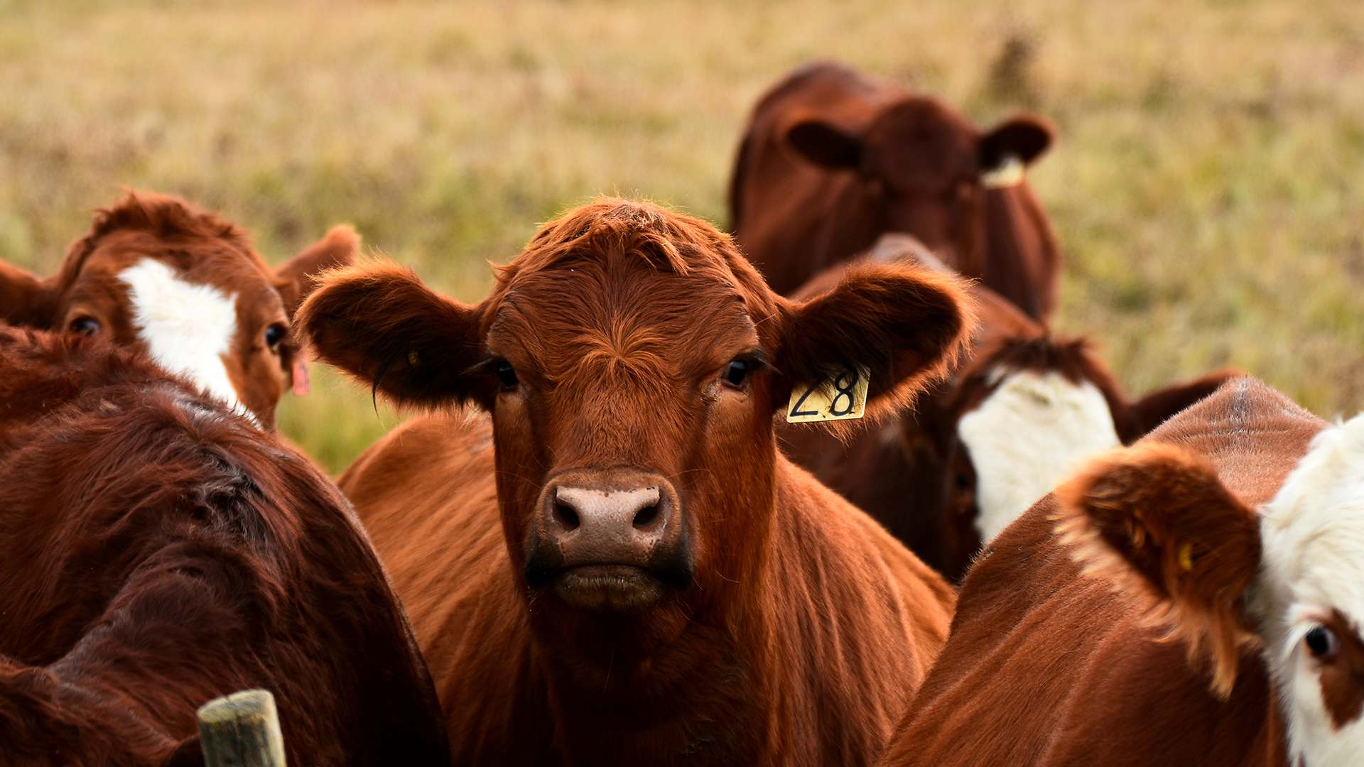 Future farming Future farming