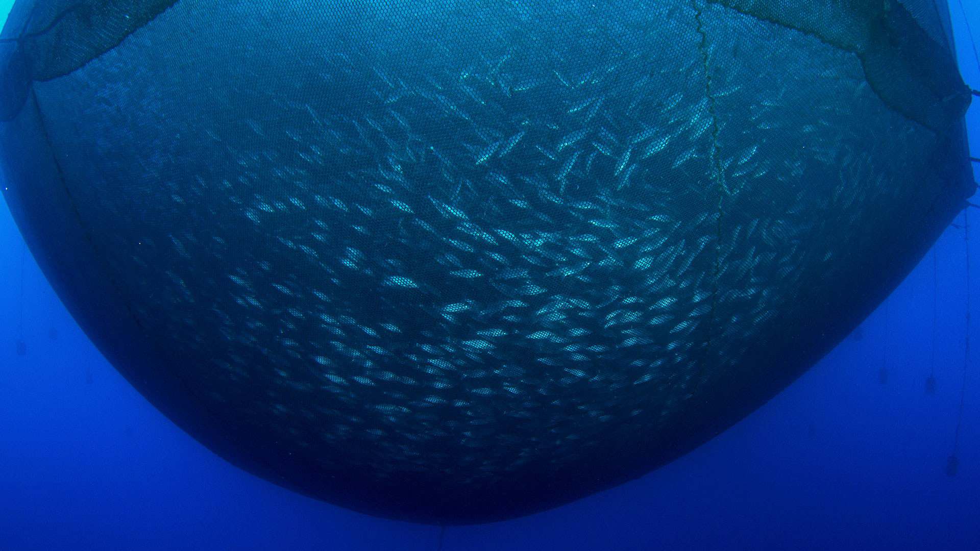 Salmon Farm Salmon Farm