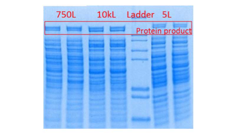 750L fermentation image 750L fermentation image