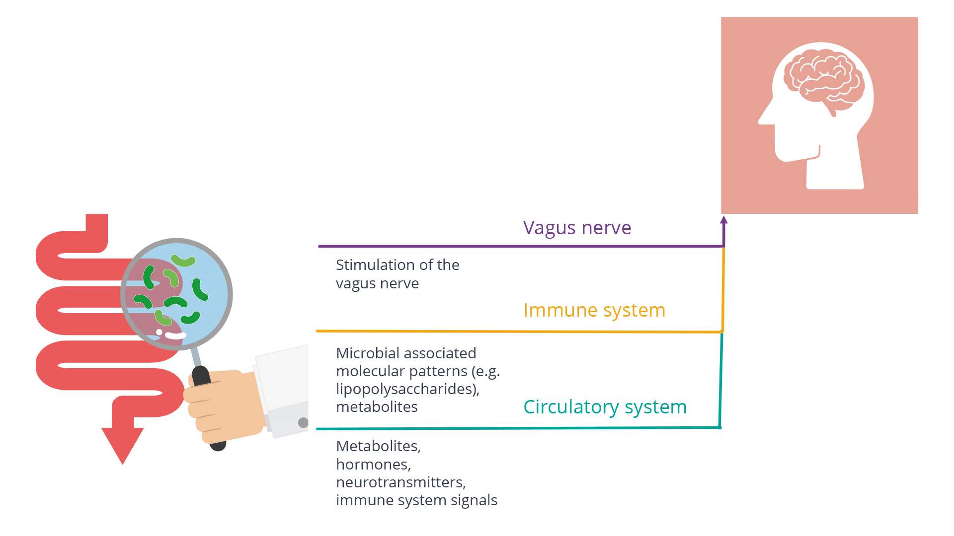 Diagram of microbiome Diagram of microbiome