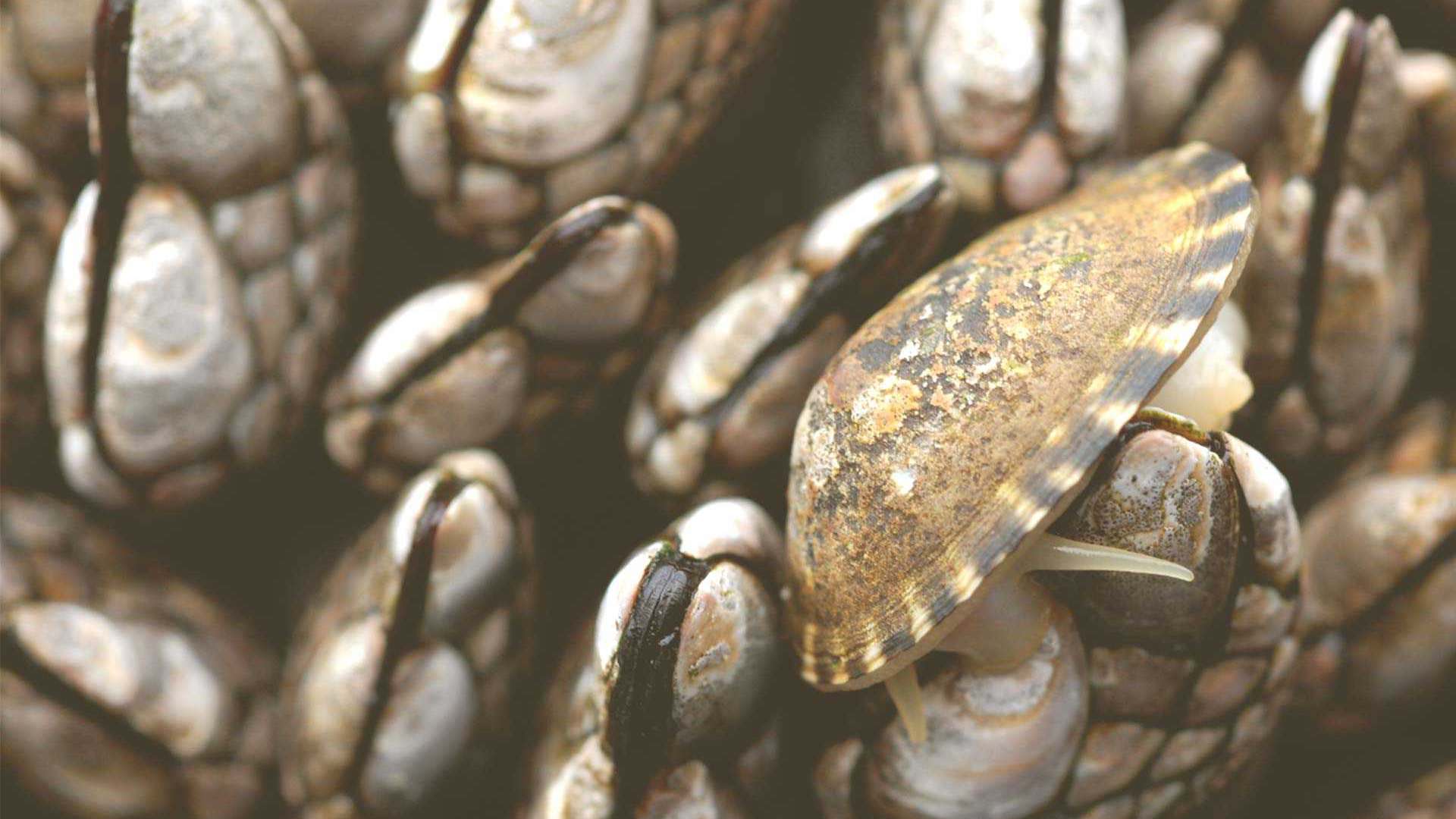 Barnacles can no longer grow on boat hulls due to International Paint's silicone-based slippery paint Barnacles can no longer grow on boat hulls due to International Paint's silicone-based slippery paint