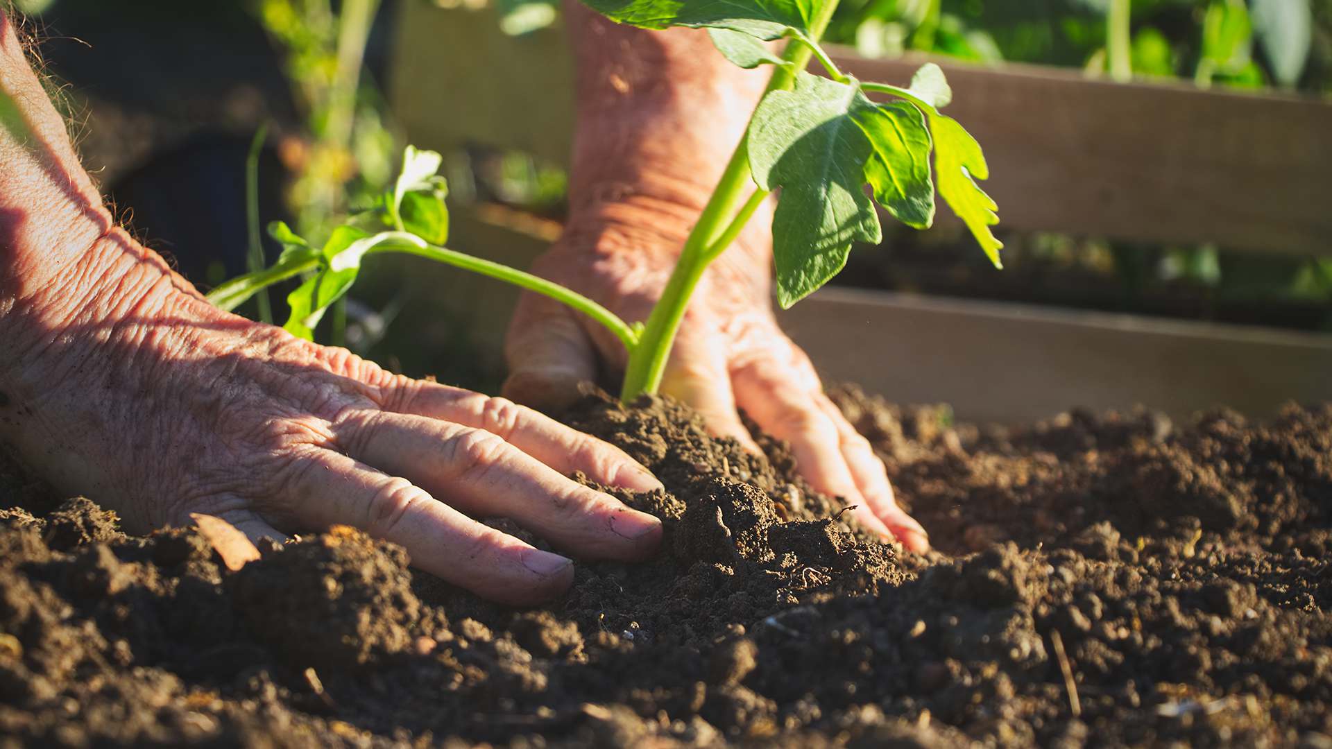 plant-care plant-care