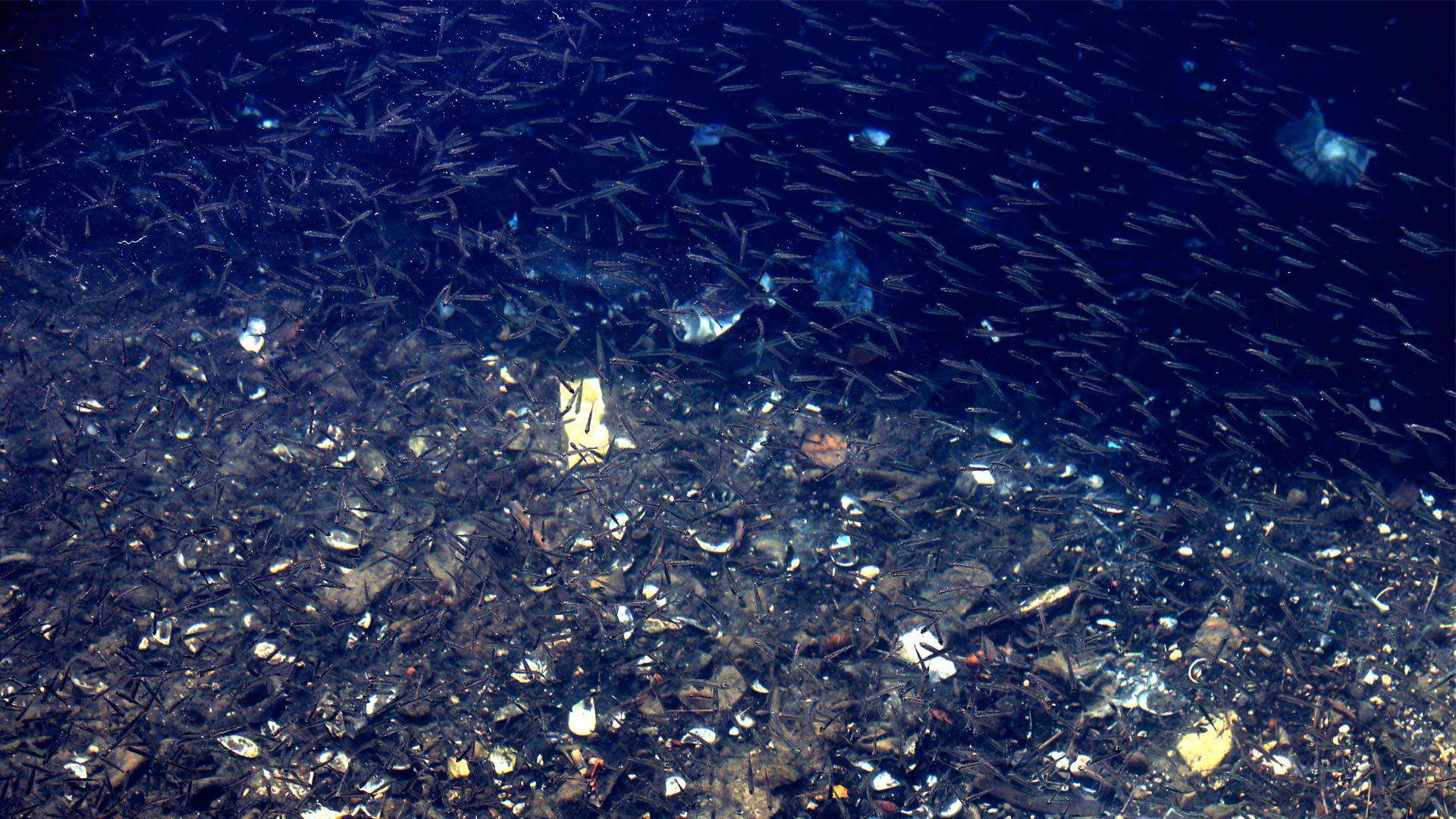 The plastic in our oceans The plastic in our oceans