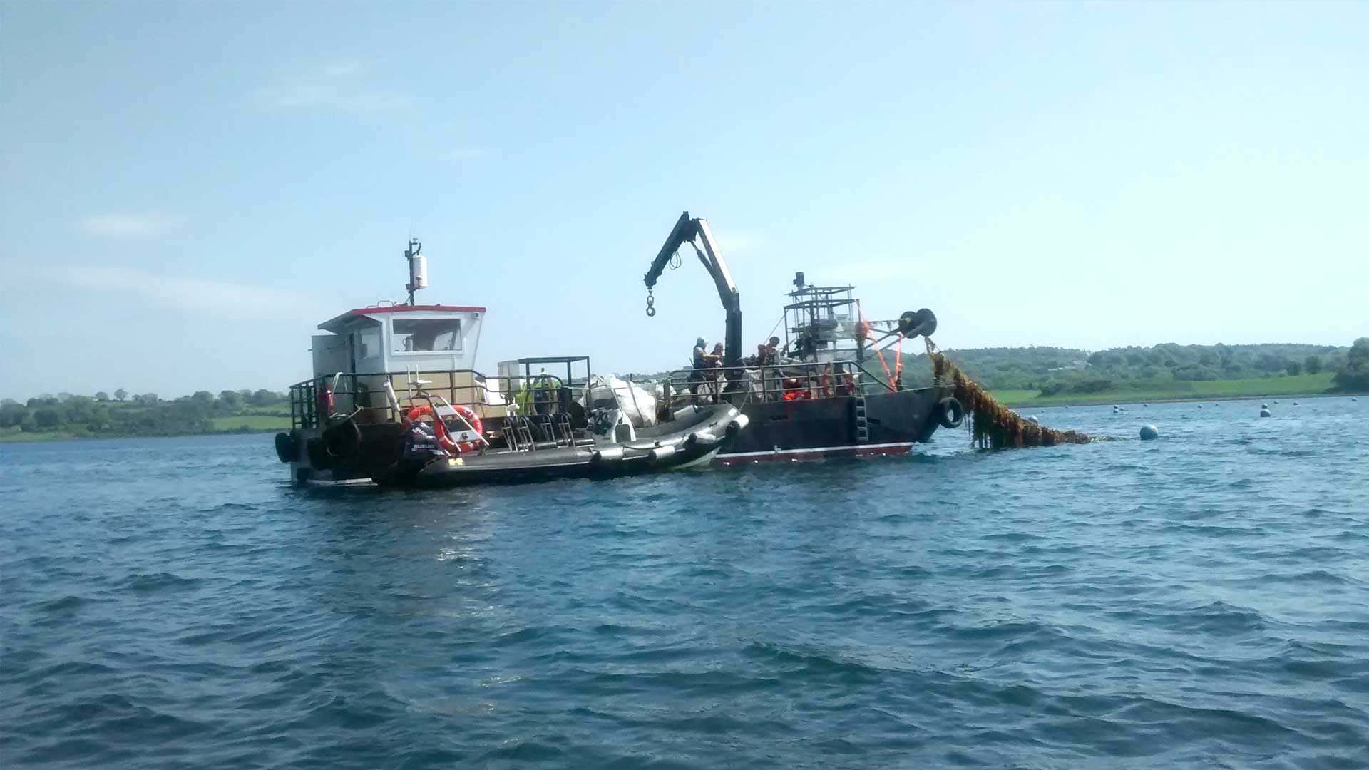 biggest seaweed harvest in UK biggest seaweed harvest in UK