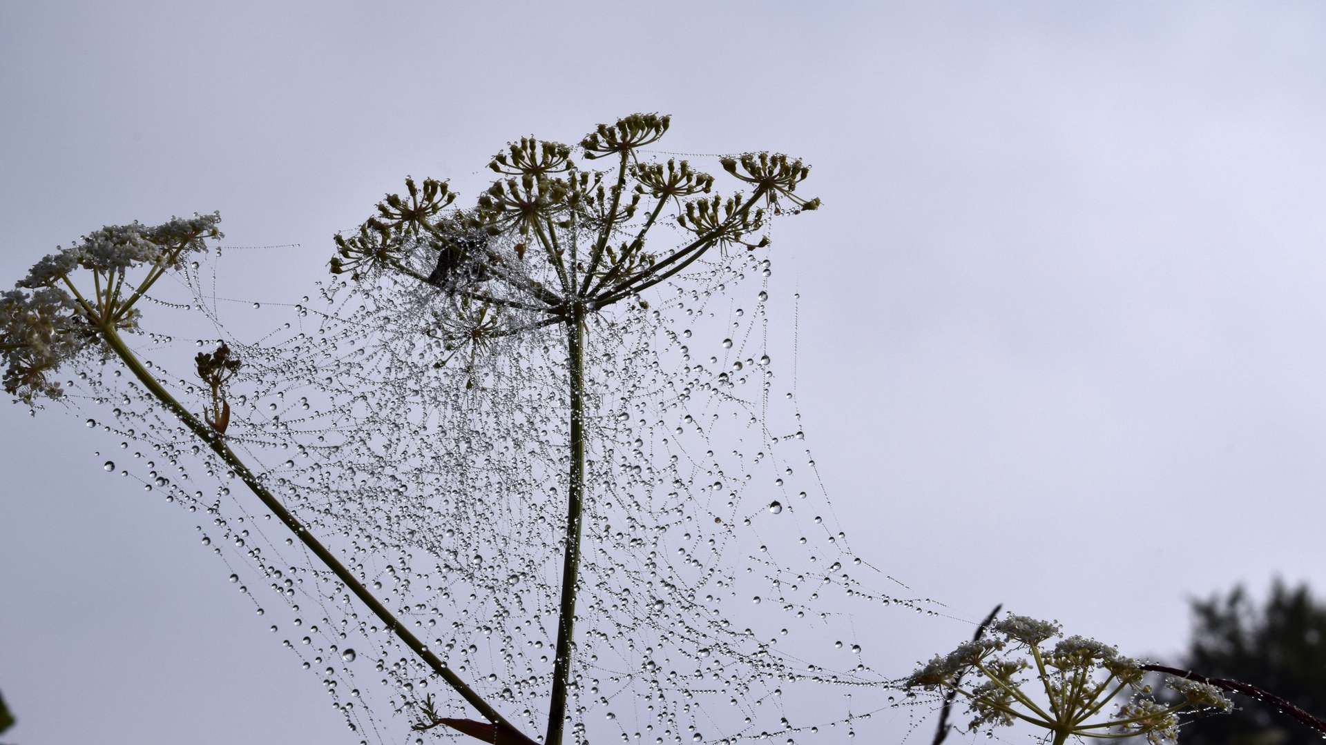 Certain species of spiders and parasitic wasps produce venoms that are toxic to a range of insect pests while being non-harmful to humans and other mammals Certain species of spiders and parasitic wasps produce venoms that are toxic to a range of insect pests while being non-harmful to humans and other mammals