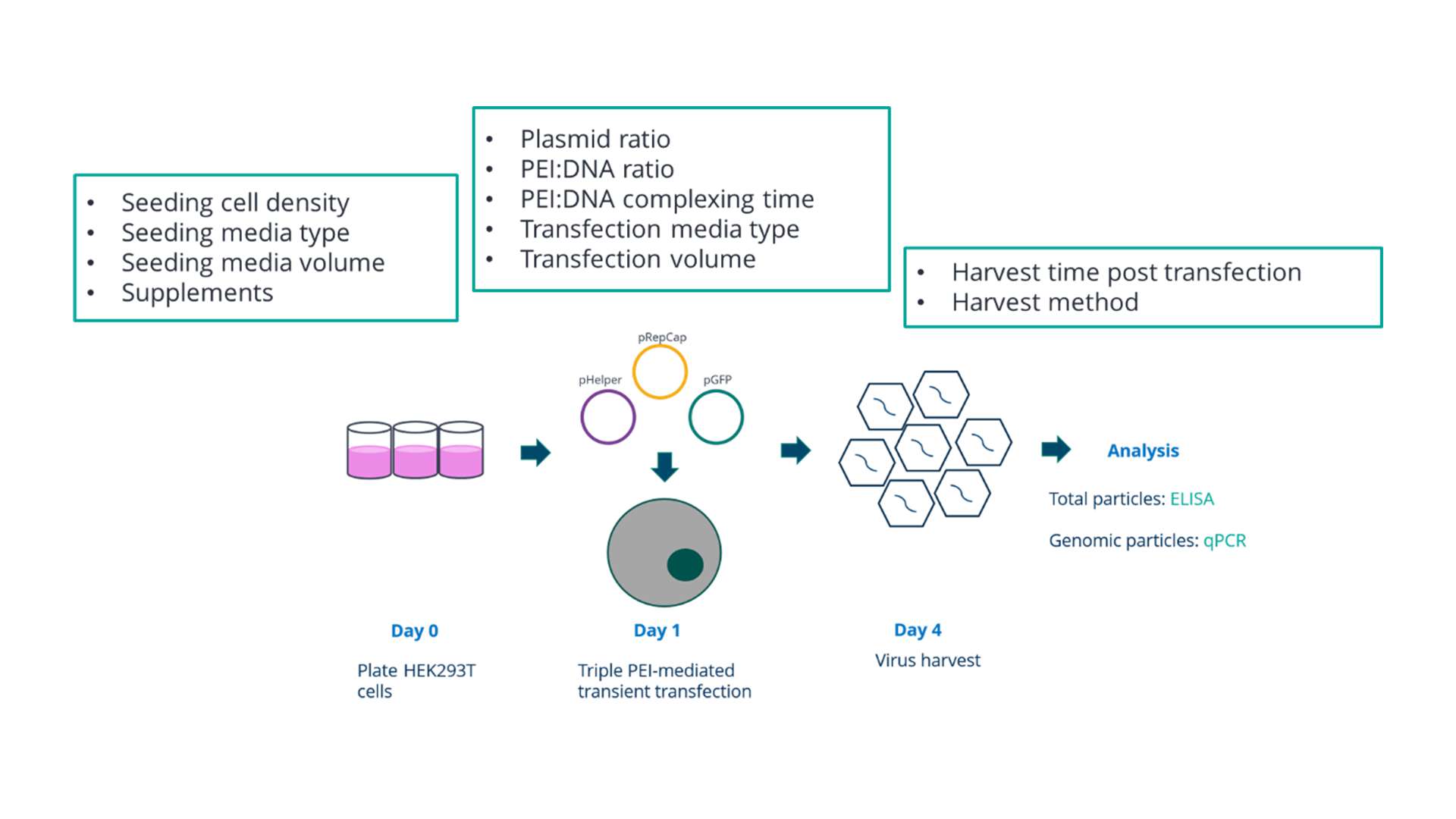 Figure 3: Production of AAV – transfection of adherent production cells with plasmids to produce AAV Figure 3: Production of AAV – transfection of adherent production cells with plasmids to produce AAV
